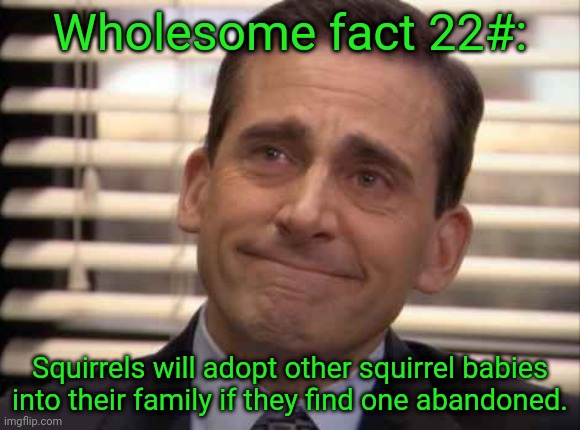 wholesome | Wholesome fact 22#:; Squirrels will adopt other squirrel babies into their family if they find one abandoned. | image tagged in wholesome | made w/ Imgflip meme maker