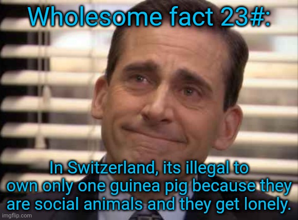 wholesome | Wholesome fact 23#:; In Switzerland, its illegal to own only one guinea pig because they are social animals and they get lonely. | image tagged in wholesome | made w/ Imgflip meme maker