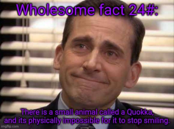 wholesome | Wholesome fact 24#:; There is a small animal called a Quokka, and its physically impossible for it to stop smiling. | image tagged in wholesome | made w/ Imgflip meme maker