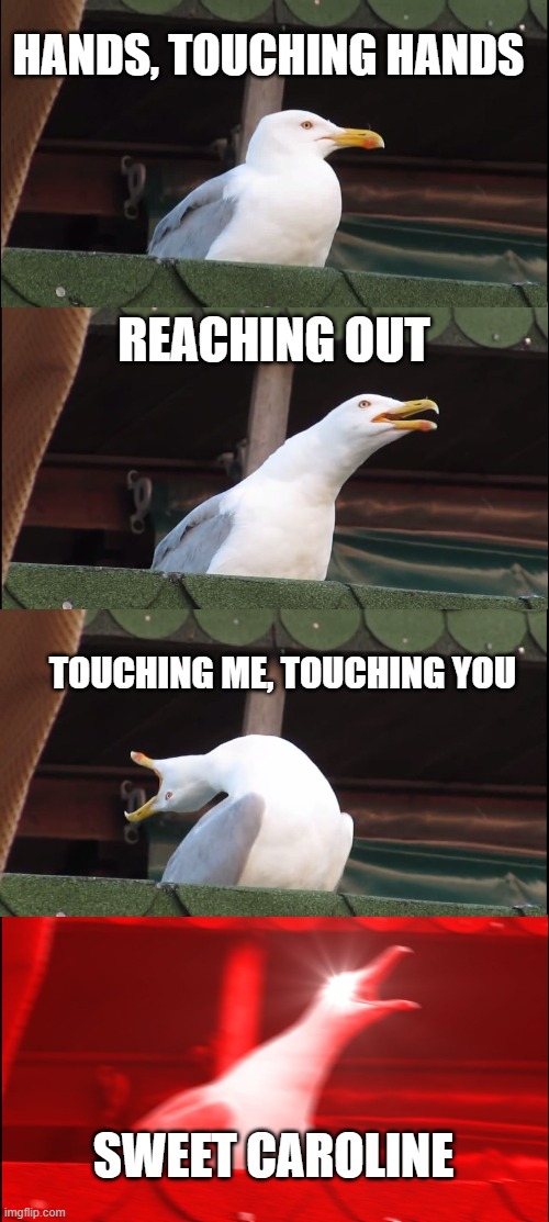Sweet Caroline | HANDS, TOUCHING HANDS; REACHING OUT; TOUCHING ME, TOUCHING YOU; SWEET CAROLINE | image tagged in memes,inhaling seagull | made w/ Imgflip meme maker