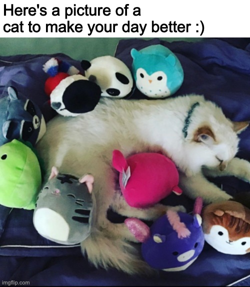 Here's a picture of a cat to make your day better :) | made w/ Imgflip meme maker
