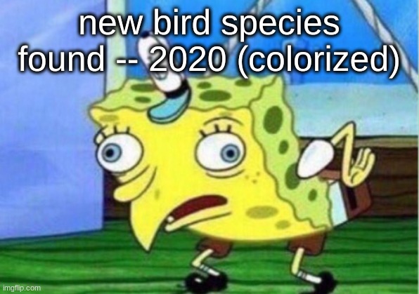 Mocking Spongebob | new bird species found -- 2020 (colorized) | image tagged in memes,mocking spongebob,funny,spongebob,hello | made w/ Imgflip meme maker