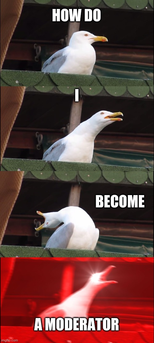 Inhaling Seagull | HOW DO; I; BECOME; A MODERATOR | image tagged in memes,inhaling seagull | made w/ Imgflip meme maker