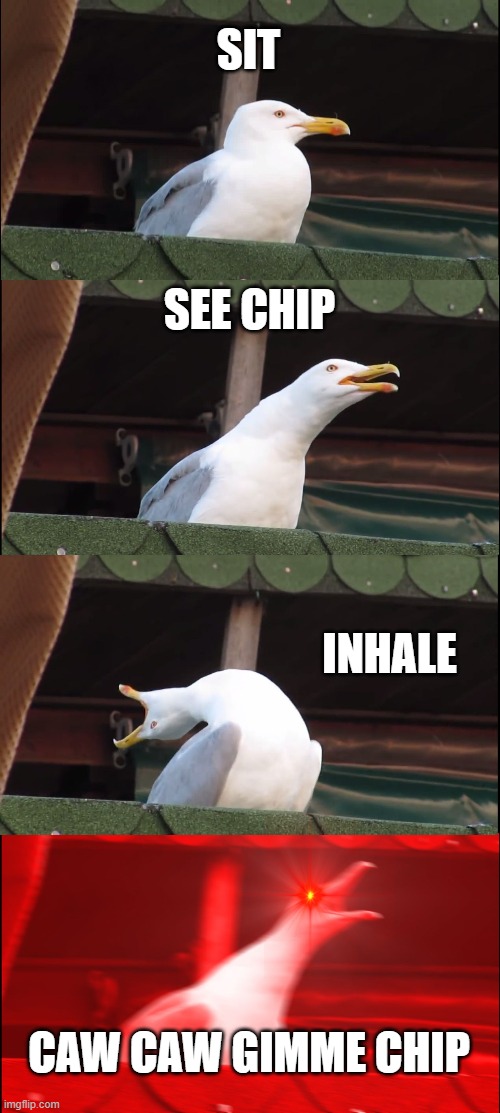 how to be seegale | SIT; SEE CHIP; INHALE; CAW CAW GIMME CHIP | image tagged in memes,inhaling seagull | made w/ Imgflip meme maker