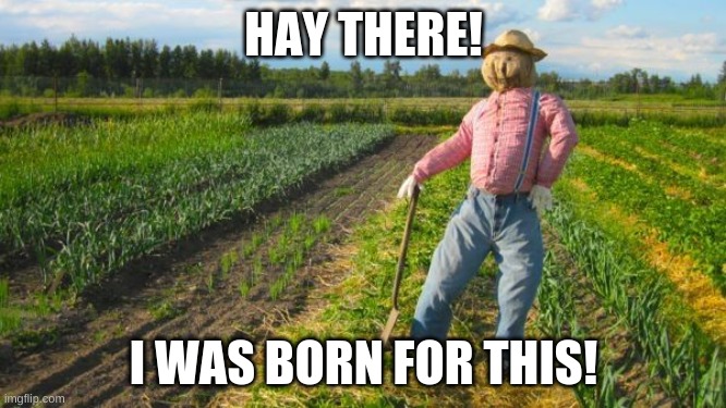 Hay i know you saw this.*sigh* no more hay jokes then may be on or two tho!=^_^= | HAY THERE! I WAS BORN FOR THIS! | image tagged in scarecrow | made w/ Imgflip meme maker