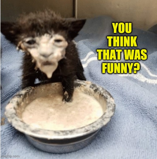 Don't Laugh |  YOU THINK THAT WAS FUNNY? | image tagged in in it now,dont judge me,funny cat memes,grumpy cat not amused,wtf cat | made w/ Imgflip meme maker
