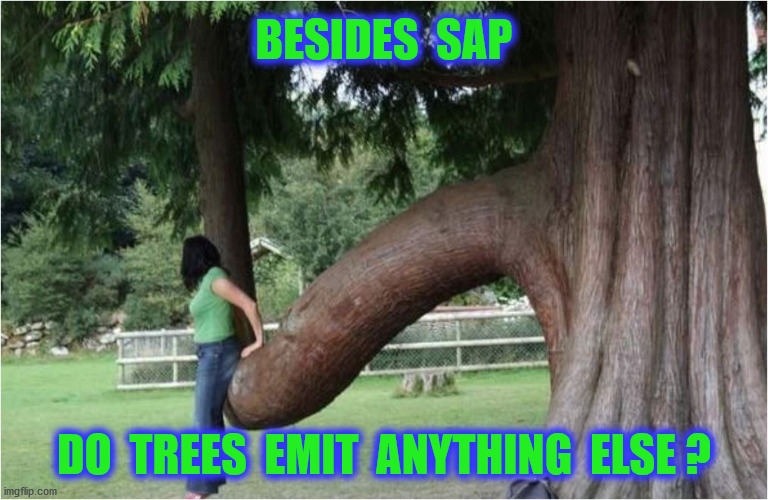 BESIDES  SAP DO  TREES  EMIT  ANYTHING  ELSE ? | made w/ Imgflip meme maker