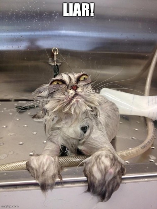 Angry Wet Cat | LIAR! | image tagged in angry wet cat | made w/ Imgflip meme maker