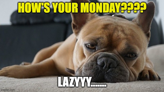 lazy | HOW'S YOUR MONDAY???? LAZYYY....... | image tagged in funny meme,lazy,lazy dog | made w/ Imgflip meme maker