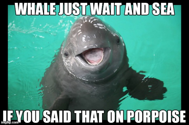 They are the smart alecks of the sea | image tagged in memes,porpoise,whale,sea | made w/ Imgflip meme maker