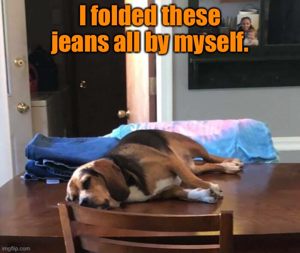 Good Boy! | I folded these jeans all by myself. | image tagged in funny memes,dogs | made w/ Imgflip meme maker