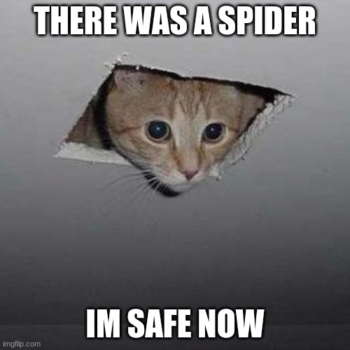 CATTY | THERE WAS A SPIDER; IM SAFE NOW | image tagged in memes,ceiling cat | made w/ Imgflip meme maker