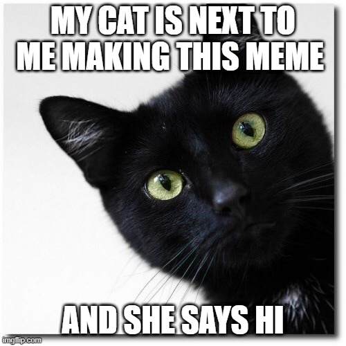 Black Cats Matter | MY CAT IS NEXT TO ME MAKING THIS MEME; AND SHE SAYS HI | image tagged in black cats matter | made w/ Imgflip meme maker