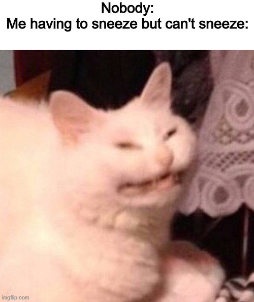 We All Know That Feel....Dont We? |  Nobody:
Me having to sneeze but can't sneeze: | image tagged in blank white template,cat laughing,cool | made w/ Imgflip meme maker