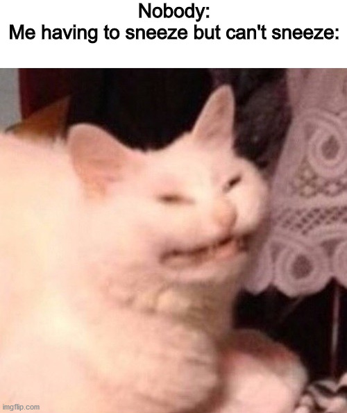 We All Know That Feel....Dont We? | Nobody:
Me having to sneeze but can't sneeze: | image tagged in blank white template,cat laughing,cool | made w/ Imgflip meme maker