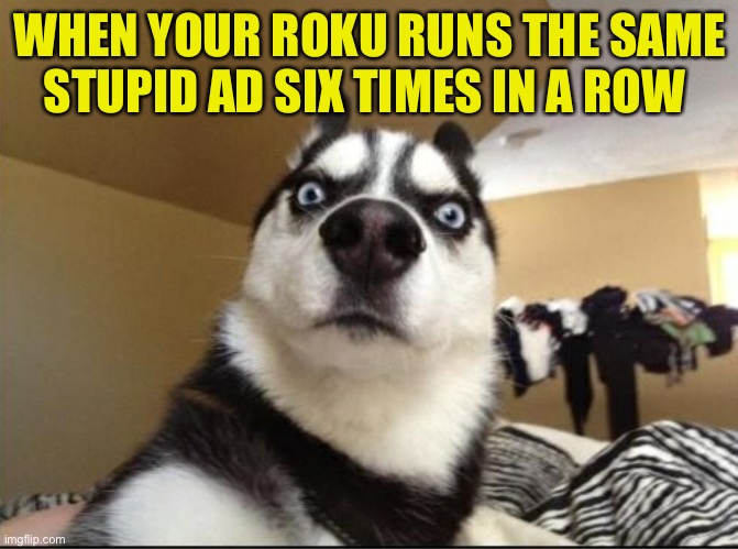 I hate when that happens | WHEN YOUR ROKU RUNS THE SAME STUPID AD SIX TIMES IN A ROW | image tagged in stunned dog | made w/ Imgflip meme maker
