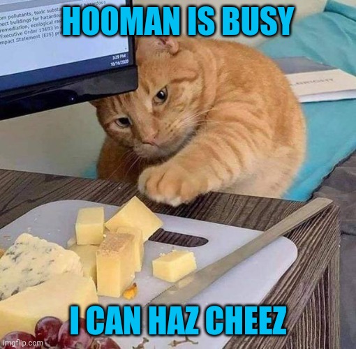 Thief | HOOMAN IS BUSY; I CAN HAZ CHEEZ | image tagged in cats | made w/ Imgflip meme maker