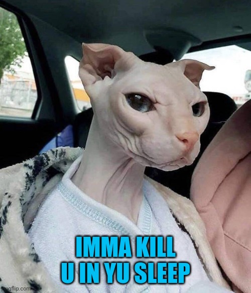 Cats Don't Cosplay | IMMA KILL U IN YU SLEEP | image tagged in cats | made w/ Imgflip meme maker