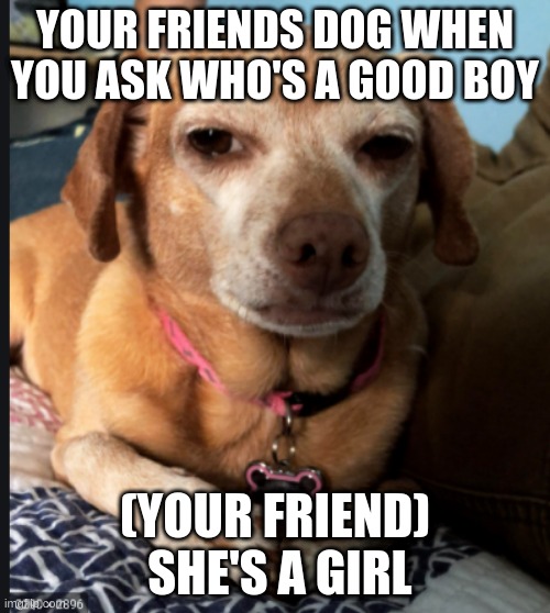dog | YOUR FRIENDS DOG WHEN YOU ASK WHO'S A GOOD BOY; (YOUR FRIEND)  SHE'S A GIRL | image tagged in dog | made w/ Imgflip meme maker
