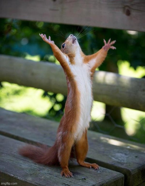 Thank you Jesus squirrel | image tagged in thank you jesus squirrel | made w/ Imgflip meme maker
