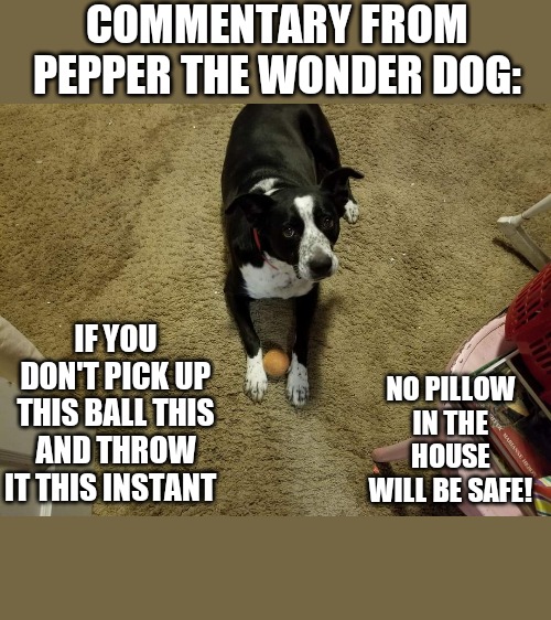 Commentary from Pepper the wonder dog | COMMENTARY FROM PEPPER THE WONDER DOG:; IF YOU DON'T PICK UP THIS BALL THIS AND THROW IT THIS INSTANT; NO PILLOW IN THE HOUSE WILL BE SAFE! | image tagged in bad pun dog | made w/ Imgflip meme maker