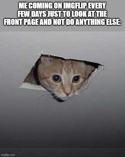 (insert title) | ME COMING ON IMGFLIP EVERY FEW DAYS JUST TO LOOK AT THE FRONT PAGE AND NOT DO ANYTHING ELSE: | image tagged in memes,ceiling cat | made w/ Imgflip meme maker