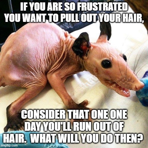 IF YOU ARE SO FRUSTRATED YOU WANT TO PULL OUT YOUR HAIR, CONSIDER THAT ONE ONE DAY YOU'LL RUN OUT OF HAIR.  WHAT WILL YOU DO THEN? | made w/ Imgflip meme maker