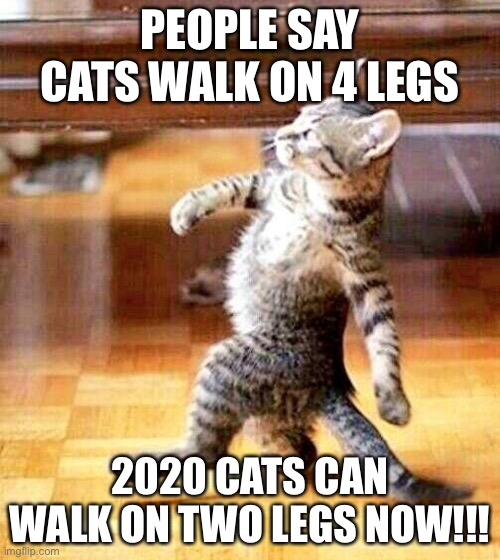 Cat Walking Away | PEOPLE SAY CATS WALK ON 4 LEGS; 2020 CATS CAN WALK ON TWO LEGS NOW!!! | image tagged in cat walking away | made w/ Imgflip meme maker