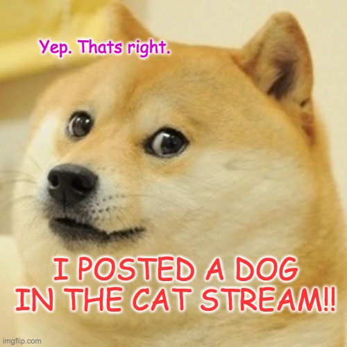 Here kitty, kitty, kitty  | Yep. Thats right. I POSTED A DOG IN THE CAT STREAM!! | image tagged in memes,doge,cats | made w/ Imgflip meme maker