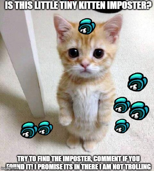 Cute Cat Meme | IS THIS LITTLE TINY KITTEN IMPOSTER? TRY TO FIND THE IMPOSTER, COMMENT IF YOU FOUND IT! I PROMISE ITS IN THERE I AM NOT TROLLING | image tagged in memes,cute cat | made w/ Imgflip meme maker