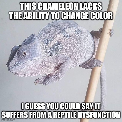 It's a hard life | THIS CHAMELEON LACKS THE ABILITY TO CHANGE COLOR; I GUESS YOU COULD SAY IT SUFFERS FROM A REPTILE DYSFUNCTION | image tagged in memes,fun,chameleon | made w/ Imgflip meme maker