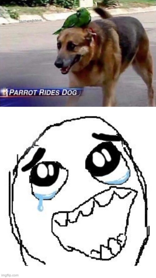 DOGGO | image tagged in memes,happy guy rage face | made w/ Imgflip meme maker