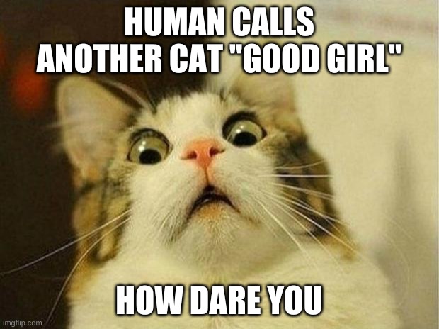 Scared Cat Meme | HUMAN CALLS ANOTHER CAT "GOOD GIRL"; HOW DARE YOU | image tagged in memes,scared cat | made w/ Imgflip meme maker