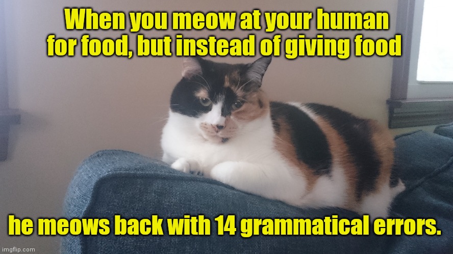 Our fat calico. This is Luna. | When you meow at your human for food, but instead of giving food; he meows back with 14 grammatical errors. | image tagged in luna,gimmefood,semifunny | made w/ Imgflip meme maker