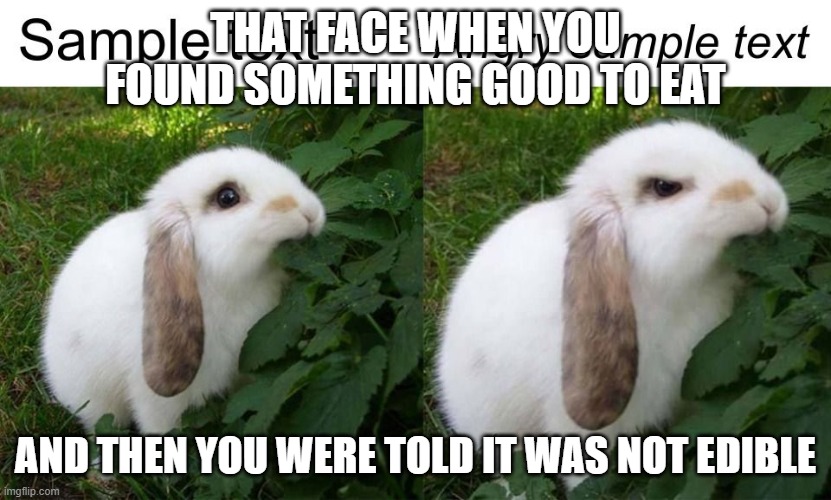 THAT FACE WHEN YOU FOUND SOMETHING GOOD TO EAT; AND THEN YOU WERE TOLD IT WAS NOT EDIBLE | image tagged in are you for realy | made w/ Imgflip meme maker