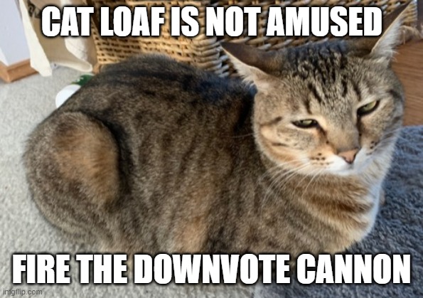 Cat Loaf is Not Amused | FIRE THE DOWNVOTE CANNON | image tagged in cat loaf is not amused | made w/ Imgflip meme maker