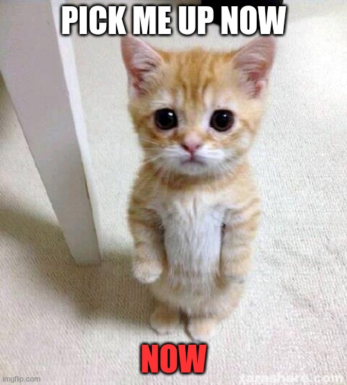 Cute Cat Meme | PICK ME UP NOW; NOW | image tagged in memes,cute cat | made w/ Imgflip meme maker