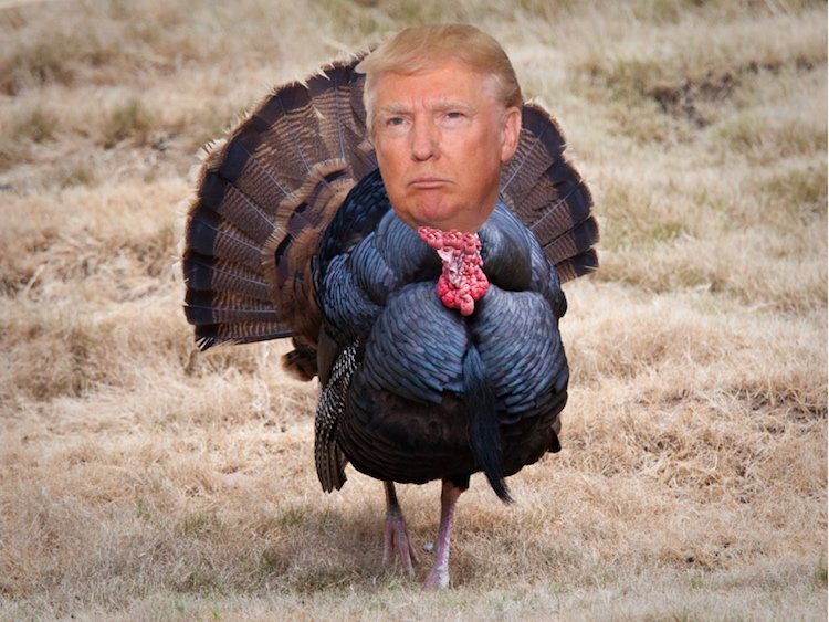 Trump, the White House Turkey Blank Meme Template