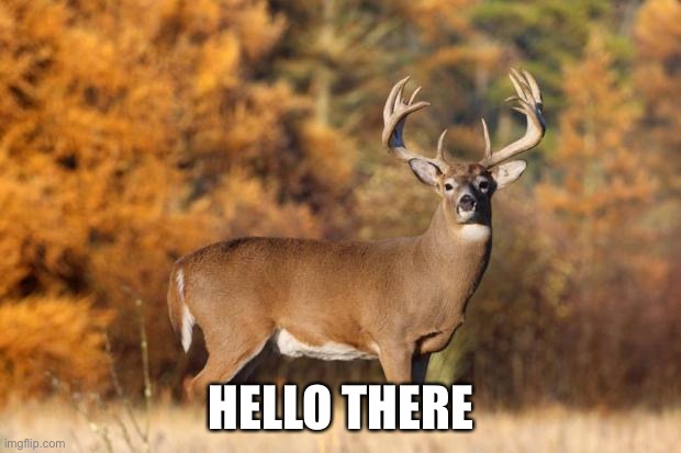 whitetail deer | HELLO THERE | image tagged in whitetail deer | made w/ Imgflip meme maker