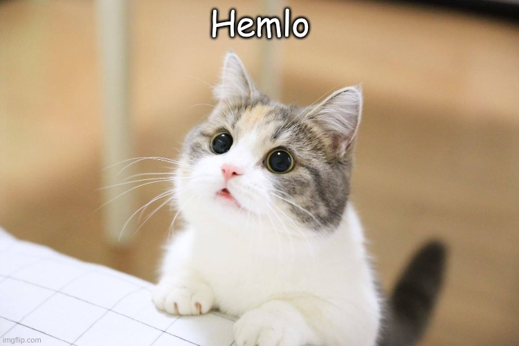 cute cat | Hemlo | image tagged in cute cat | made w/ Imgflip meme maker