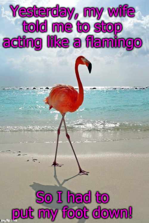 The first meme in the whole stream!!!!!!!!! | image tagged in flamingo,cheesy joke,corny | made w/ Imgflip meme maker