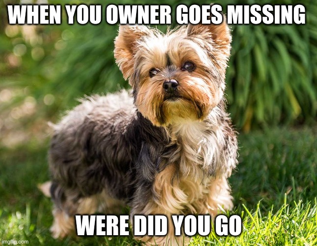 missing owner | WHEN YOU OWNER GOES MISSING; WERE DID YOU GO | image tagged in dogs | made w/ Imgflip meme maker