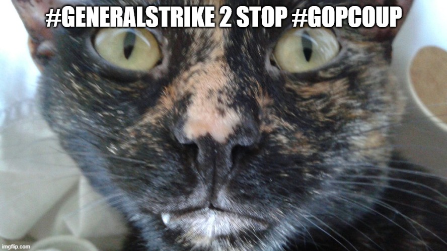 #GeneralStrike to stop #GOPCoup | #GENERALSTRIKE 2 STOP #GOPCOUP | image tagged in general strike,resist,gop coup,cat,stolen election,trump lost | made w/ Imgflip meme maker