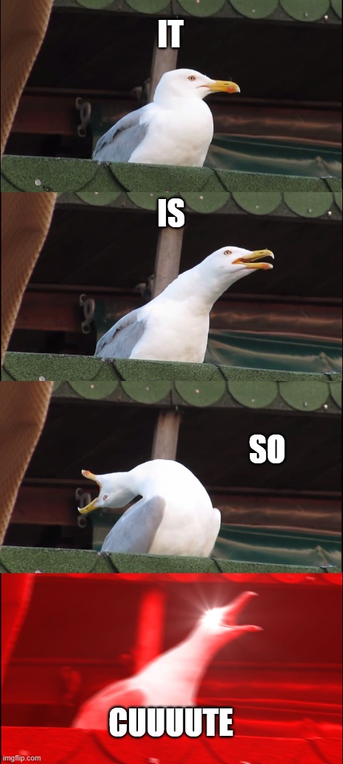 Inhaling Seagull Meme | IT IS SO CUUUUTE | image tagged in memes,inhaling seagull | made w/ Imgflip meme maker