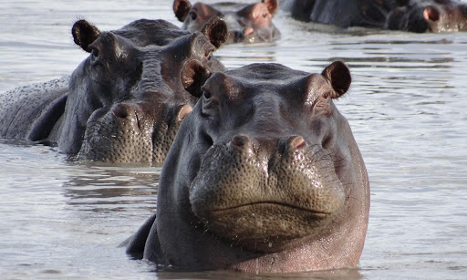 Hippos Blank Meme Template
