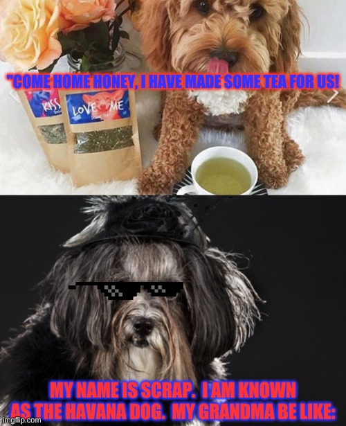 gangster dog | "COME HOME HONEY, I HAVE MADE SOME TEA FOR US! MY NAME IS SCRAP.  I AM KNOWN AS THE HAVANA DOG.  MY GRANDMA BE LIKE: | image tagged in dogs,gangsta,family,cute | made w/ Imgflip meme maker