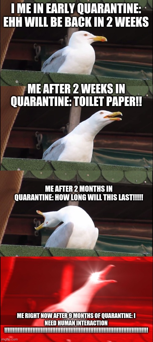 Stages of Covid | I ME IN EARLY QUARANTINE: EHH WILL BE BACK IN 2 WEEKS; ME AFTER 2 WEEKS IN QUARANTINE: TOILET PAPER!! ME AFTER 2 MONTHS IN QUARANTINE: HOW LONG WILL THIS LAST!!!!! ME RIGHT NOW AFTER 9 MONTHS OF QUARANTINE: I NEED HUMAN INTERACTION !!!!!!!!!!!!!!!!!!!!!!!!!!!!!!!!!!!!!!!!!!!!!!!!!!!!!!!!!!!!!!!!!!!!!!!!!!!!!!!!!!!!!!! | image tagged in memes,inhaling seagull | made w/ Imgflip meme maker