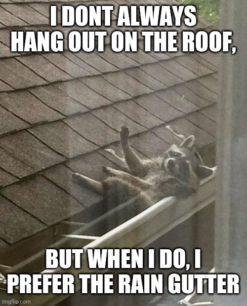 The Most Interesting Racoon in the World | I DONT ALWAYS HANG OUT ON THE ROOF, BUT WHEN I DO, I PREFER THE RAIN GUTTER | image tagged in racoon,the most interesting man in the world,funny animals | made w/ Imgflip meme maker