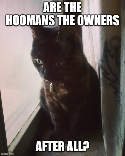 ARE THE HOOMANS THE OWNERS; AFTER ALL? | image tagged in cat,cats,funny cat,mind blown | made w/ Imgflip meme maker
