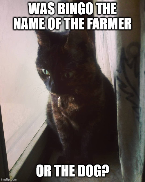 WAS BINGO THE NAME OF THE FARMER; OR THE DOG? | image tagged in cat,funny cat,mind blown | made w/ Imgflip meme maker